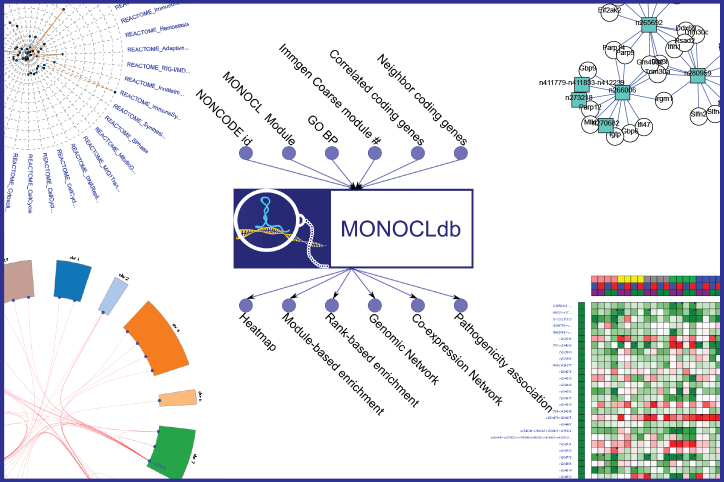 MONOCLdb: is an integrative and interactive database designed to retrieve and visualize annotations, expression profiles and functional enrichment results of long-non coding RNAs (lncRNAs) expressed in Collaborative Cross founder mice in response to respiratory infections caused by influenza and SARS-CoV viruses